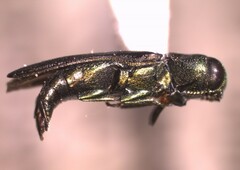 Agrilaxia
