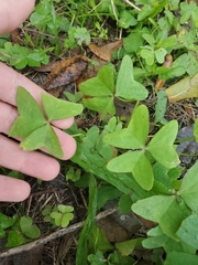 Oxalis intermedia