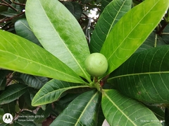 Couma utilis