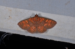 Sarobides inconclusa