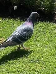 Columba livia