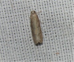 Tischeria quercitella