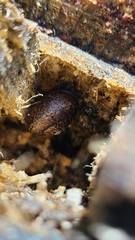 Helminthoglypta nickliniana