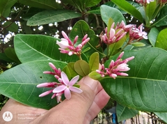 Couma utilis