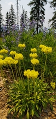 Eriogonum flavum