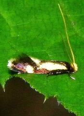 Isocorypha mediostriatella