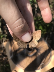 Yphthimoides patricia