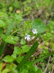 Clinopodium brownei