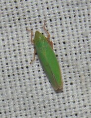 Draeculacephala antica