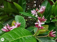 Couma utilis