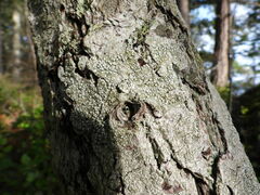 Pertusaria subambigens