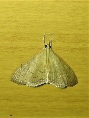Hyalobathra crenulata