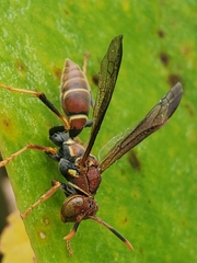 Polistes bahamensis