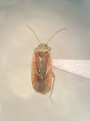 Parthenicus covilleae