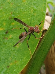 Polistes bahamensis
