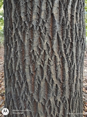 Calophyllum brasiliense