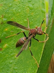 Polistes bahamensis