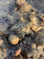 Aquilonastra