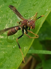 Polistes bahamensis