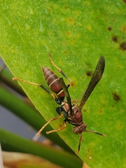 Polistes bahamensis