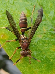Polistes bahamensis
