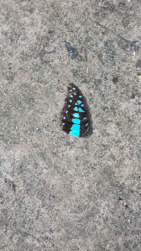 Common Jay
