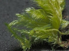 Ctenidium molluscum