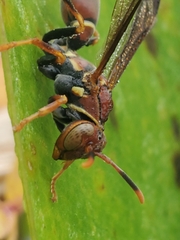 Polistes bahamensis