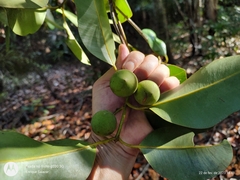 Calophyllum brasiliense