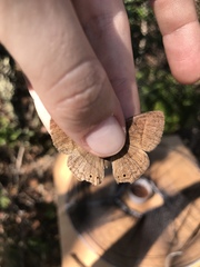 Yphthimoides patricia