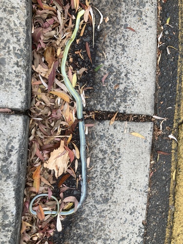 Common Tree Snake sighting