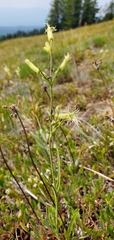 Silene oregana
