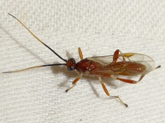 Aleiodes quebecensis
