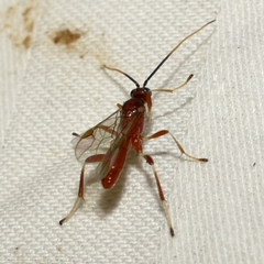 Aleiodes quebecensis