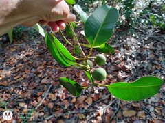 Calophyllum brasiliense