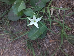 Jaborosa integrifolia