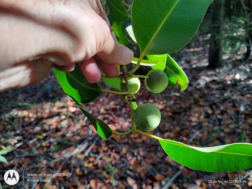 Image of Calophyllum brasiliense by (c) Enrique Salazar, some rights reserved (CC BY)