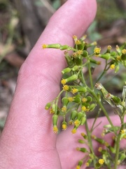 Senecio diaschides