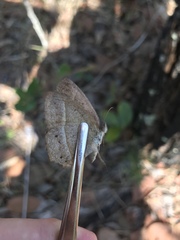 Yphthimoides patricia