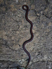 Calliophis intestinalis