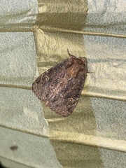 Phosphila turbulenta