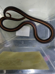 Calliophis intestinalis