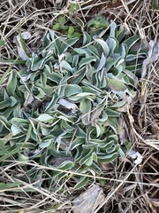 Antennaria plantaginifolia