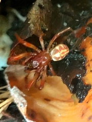 Phonognatha