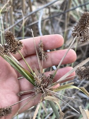 Cyperus ligularis