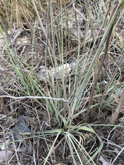 Cyperus ligularis