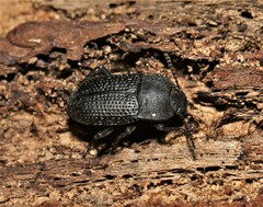Asiopus minimus
