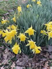 Narcissus pseudonarcissus