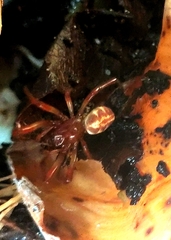Phonognatha