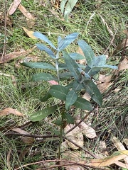 Eucalyptus globulus bicostata